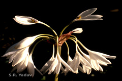 Crinum brachynema